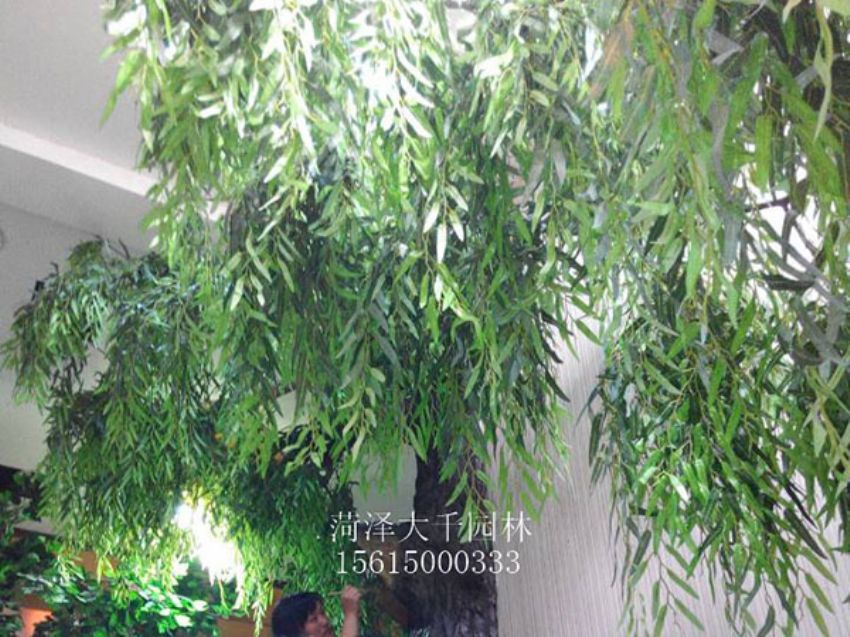 點(diǎn)擊查看詳細(xì)信息<br>標(biāo)題：假樹 閱讀次數(shù)：1259